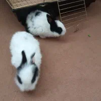 معاوضه خرگوش با همستر|موش و خرگوش|بوئین زهرا, |دیوار