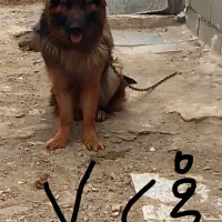 واگذاری چند قلاده ماده ژرمن شولاین