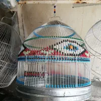 سهره قناری مست معاوضه