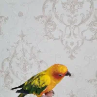 طوطی خورشیدی|پرنده|سیرجان, |دیوار