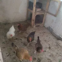 به شرط|تلفن رومیزی|کاشان, فین کوچک|دیوار