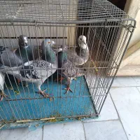 کفتر کبوتر دسته پلاکی. سرور سفید تهرونی