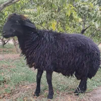 گوسفند نر