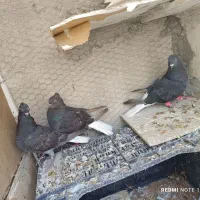 کبوتر فروشی|پرنده|فردوس (خراسان), |دیوار