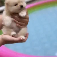 سگ پامر خرسی روباهی 50% تخفیف