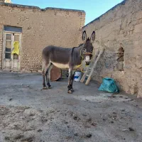 خر گلهای|حیوانات مزرعه|داران, |دیوار