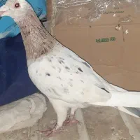 مجسمه. پرنده