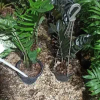 گل های طبیعی ارسال درب منزل|گل و گیاه طبیعی|اردبیل, |دیوار