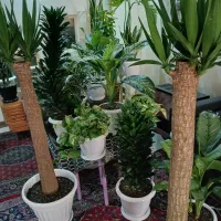 گلهای منحصر به فرد جذاب یوکا