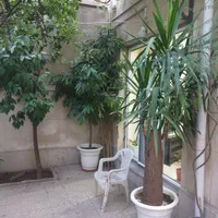 گل یوکا تنه کلفت و قوی|گل و گیاه طبیعی|تهران, فردوسی|دیوار