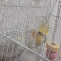 پرنده