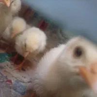 جوجه گوشتی