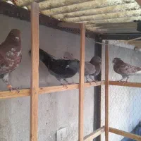 جوجه کفتر