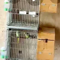 طوطی ملنگو و خورشیدی مولد|پرنده|شهرکرد, |دیوار