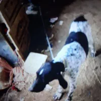 فروش فوری سگ شکاریی