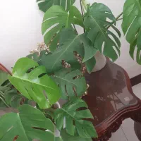 قلمه ی گل پتوس و برگ انجیری و سانسوریا
