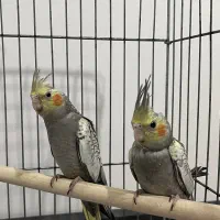 عروس هلندی|پرنده|هشتگرد, فاز ۲ مهستان|دیوار