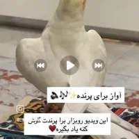 سلام توخیابان اسکان عروس هلندی گمشده