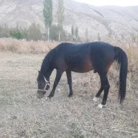 اسب یورقه .ترکمن عرب|اسب و تجهیزات اسبسواری|فیروزکوه, |دیوار