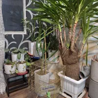 قفس فنچ وقناری پرندگان کوچک معاوضه