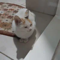 واگذاری بچه گربه‌‌ی با نمک|گربه|املش, |دیوار