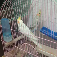 یک جفت عروس هلندی بالغ نروماده|پرنده|سهند, |دیوار