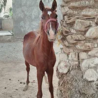 نریان 2سال خالص عرب داغ دار