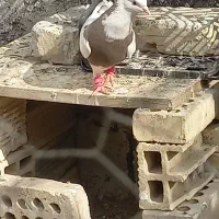 طوقی سرخ کاکول میخ بی غلتی|پرنده|ابریشم, |دیوار