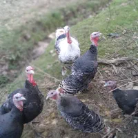 بوقلمون کیلویی ۴۰۰