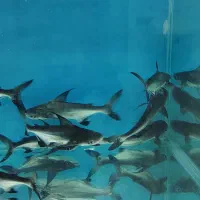 ماهی تزئینی و آکواریوم|ماهی|تربت‌حیدریه, باغ ملی|دیوار