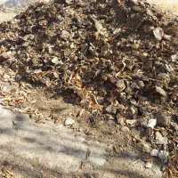 پهن گوسفندی حدودا دو کامیون