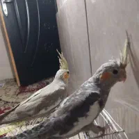 جوجه عروس هلندی