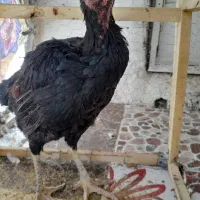 مرغ لاری اصیل|پرنده|بروجرد, |دیوار