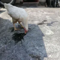 مرغ لاری معاوضه با مرغ تخم گذار معمولی