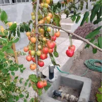 ویلا / فردو /دو کله