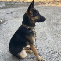 گم شده مژدگانی خوب میدم|حیوانات|گنبد کاووس, |دیوار