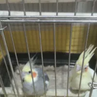 جفت مولد عروس هلندی