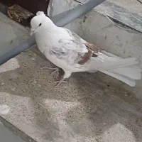 هم فروش و هم معاوضه