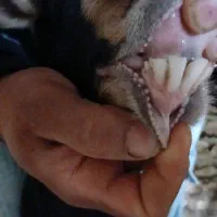 چپش چاق و چله|حیوانات مزرعه|گرگان, |دیوار