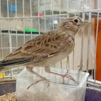 مغازه پرنده فروشی کل پرنده ها به فروش میرسد|پرنده|مه ولات, |دیوار