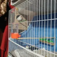 فنچ نرگسی قناری سهره|پرنده|مشهد, کارگران|دیوار