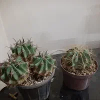 گل و گیاه و کاکتوس|گل و گیاه طبیعی|قم, بلوار امین و ساحلی|دیوار