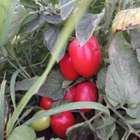 گوجه فرنگی تازه
