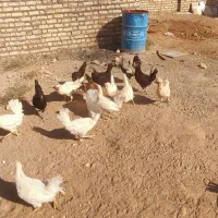 مرغ بومی و ماشینی تخمی