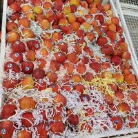 نیرو شیفت صبح شرف آباد میوه فروشی