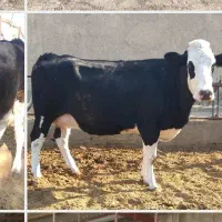 گاو ابستن سیمینتال