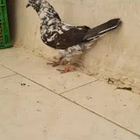 کفترگرفتنی عالی|پرنده|ری, امین آباد|دیوار