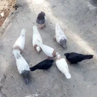 کوبوتر