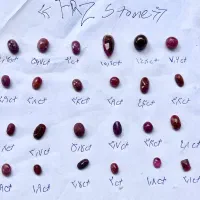 یاقوت تراش خورده در سایز وتراش مختلف