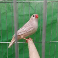 فنج|پرنده|اصفهان, گرکان|دیوار